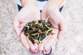 Close Up Fresh Riang Parkia Seeds in Farmer Hands