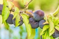 Ripe jucy red plums hanging on tree branch Royalty Free Stock Photo