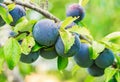 Branch with ripe blue plums, close-up Royalty Free Stock Photo