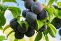 Blue ripe plums hanging on tree branch, close-up Royalty Free Stock Photo