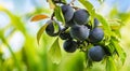 Blue plums fruits hanging on tree ready for harvesting Royalty Free Stock Photo