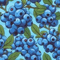 Close up of fresh, ripe blueberry fruit isolated on a vibrant blue background high quality image