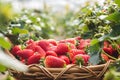Close-up fresh ripe organic strawberry in wooden wicker basket against the green leaves background of a blooming garden Royalty Free Stock Photo