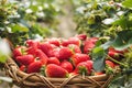 Close-up fresh ripe organic strawberry in wooden wicker basket against the green leaves background of a blooming garden Royalty Free Stock Photo