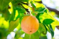 Close up of fresh ripe peach growing on the tree in the garden Royalty Free Stock Photo