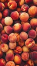 Close-up of fresh ripe peaches in abundance