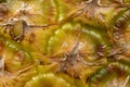 Close-up of a fresh ripe peeled pineapple peel Royalty Free Stock Photo