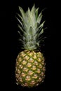 Close-up of a fresh, ripe pineapple with the skin on, against a dark background in the vertical format Royalty Free Stock Photo