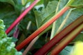 Close up of fresh ripe rhubarb growing in the garden Royalty Free Stock Photo