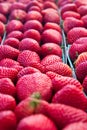 Close up of Fresh ripe Strawberries