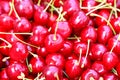 Close up of fresh and ripe sweet cherries in a bucket Royalty Free Stock Photo