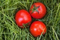 Close-up of fresh, ripe tomatoes on the grass