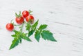 Close-up of fresh, ripe tomatoes on wood background Royalty Free Stock Photo