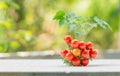 Close-up of fresh, ripe tomatoes on wood background Royalty Free Stock Photo