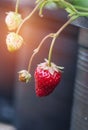 Close up fresh ripe young strawberries growing on tree in black plastic pot