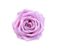 Fresh rose flowers blossom with water drops isolated on white background , clipping path top view Royalty Free Stock Photo