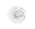 Fresh rose flowers white or gray head blooming isolated on background with clipping path top view Royalty Free Stock Photo