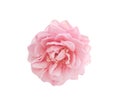 Fresh rose light pink flowers head pattern blooming top view close up  isolated on white background with clipping path Royalty Free Stock Photo