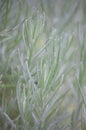 Close-up Fresh Rosemary Herb, rosemary isolated on white background Royalty Free Stock Photo