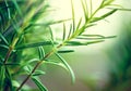 Close-up of fresh rosemary leaves