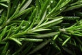 Close up of fresh rosemary with water drops, top view Royalty Free Stock Photo