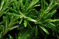 Close up of fresh rosemary with water drops, top view Royalty Free Stock Photo