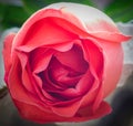The close up of fresh roses,selective focus Royalty Free Stock Photo