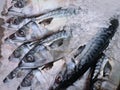 Fresh Saba Mackerel Fish in Pile of Ice with Selective Focus