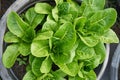 Close up fresh salad leaves