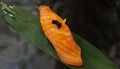 Close up fresh salmon sushi on green bamboo leaf at Japan restaurant. Asian food, Delicious fish sliced on Japanese rice with copy Royalty Free Stock Photo