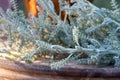 Close up of fresh Santolina chamaecyparissus plant