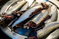 Close up of fresh sardines on a plate in a fish market Royalty Free Stock Photo