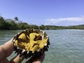 Close-up fresh sea urchin eggs (uni sashimi) in half shell, Japanese traditional food. Royalty Free Stock Photo