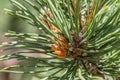 Close-up of a fresh shoot of a pine tree, Germany