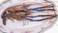 Close up fresh shrimp in dish Royalty Free Stock Photo