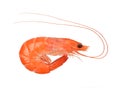 Close up of fresh shrimp Royalty Free Stock Photo