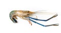 Close up Fresh shrimp and long arm isolated on white background. The giant river prawn on white background. Grilled giant river Royalty Free Stock Photo