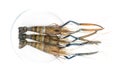 Close up Fresh shrimp and long arm isolated on white background. The giant river prawn on white background. Grilled giant river Royalty Free Stock Photo