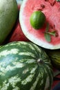 Close-up of fresh slices red watermelon Royalty Free Stock Photo