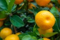 Close-up of fresh small orange on green leafs background