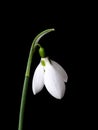 Close-up of fresh snowdrop flower on black background