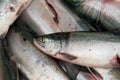 Close up of a fresh sockeye salmon