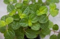 Close-up of fresh spearmint leaves. Organic fresh herbs. Mint.