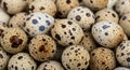 Close-up of Fresh Speckled Quail Eggs Royalty Free Stock Photo