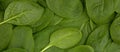 Close up of Fresh Spinach. Food background.