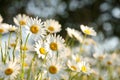 Daisy on the meadow on a spring morning Royalty Free Stock Photo