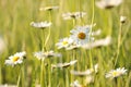 close up of fresh spring daisies growing on a meadow backlit by the rising sun may poland daisy on the meadow on a spring morning Royalty Free Stock Photo