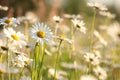 close up of fresh spring daisies growing on a meadow backlit by the rising sun may poland daisy on the meadow on a spring morning Royalty Free Stock Photo