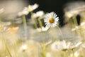 close up of fresh spring daisies growing on a meadow backlit by the rising sun may poland daisy on the meadow on a spring morning Royalty Free Stock Photo