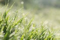 close up fresh spring green grass with bokeh dew drop and sunlight background Royalty Free Stock Photo